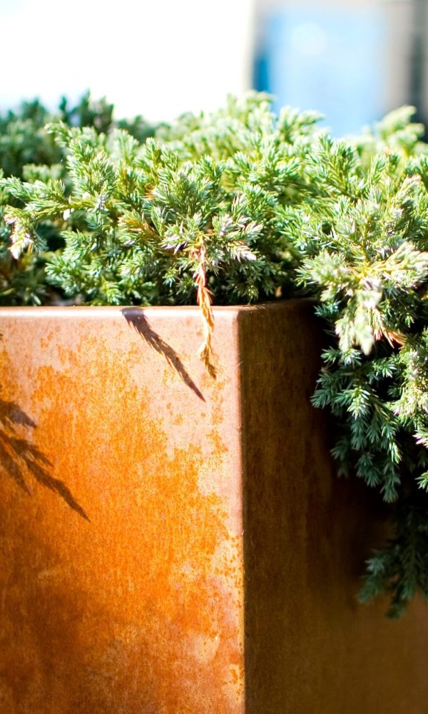 Green,Plants,In,Corten,Flower,Pot,Close,Up.